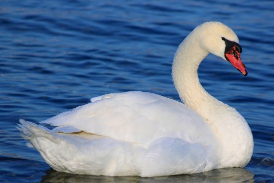 esplora il mondo affascinante delle mutazioni, dove la biologia incontra la genetica e l'evoluzione. scopri come le mutazioni influenzano la vita e l'adattamento delle specie nel corso del tempo.
