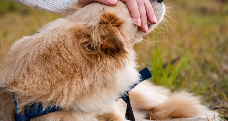 scopri come l'affetto può trasformare le relazioni e arricchire la vita quotidiana. approfondisci il significato dell'affetto e il suo impatto positivo nel nostro benessere emotivo.